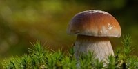 “Vai sul sicuro”, campagna per il consumo dei funghi in sicurezza