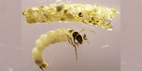 Analisi dei macroinvertebrati bentonici negli ambienti fluviali