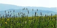 Pollini e spore: graminacee, gelso della carta, carpino nero e quercia