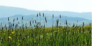 Pollini e spore: graminacee e quercia