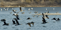 Inaugura la prima scuola di birdwatching d’Italia che utilizza l’AI