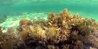 Macroalghe brune: l'Atlante sulla flora marina