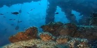Nel Golfo Persico un parco subacqueo esemplare