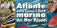 Pubblicato l'Atlante della fauna e flora marina del Mar Rosso